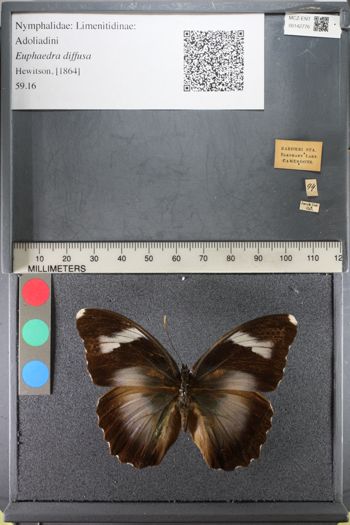 Media type: image;   Entomology 142776